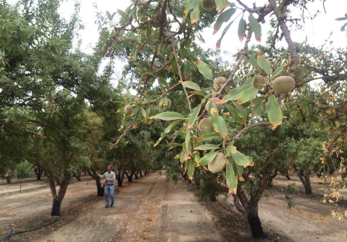 Almonds