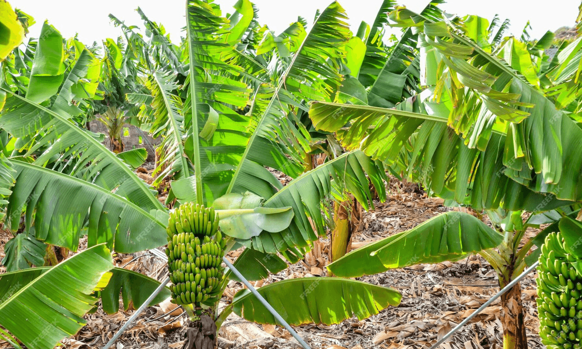Bananas