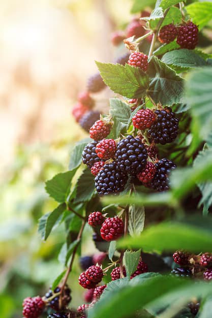 Blackberries