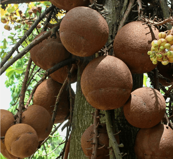 Brazil Nuts
