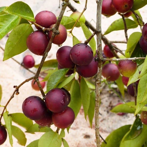Camu Camu