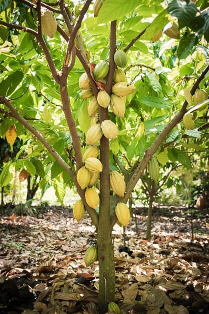Cacao