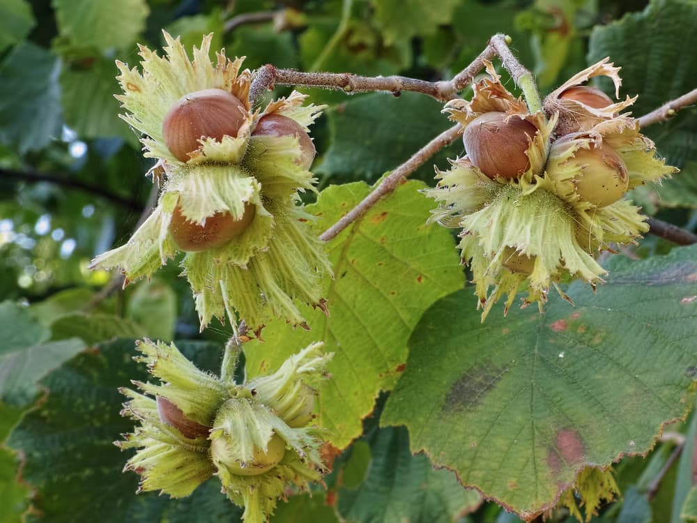Hazelnuts