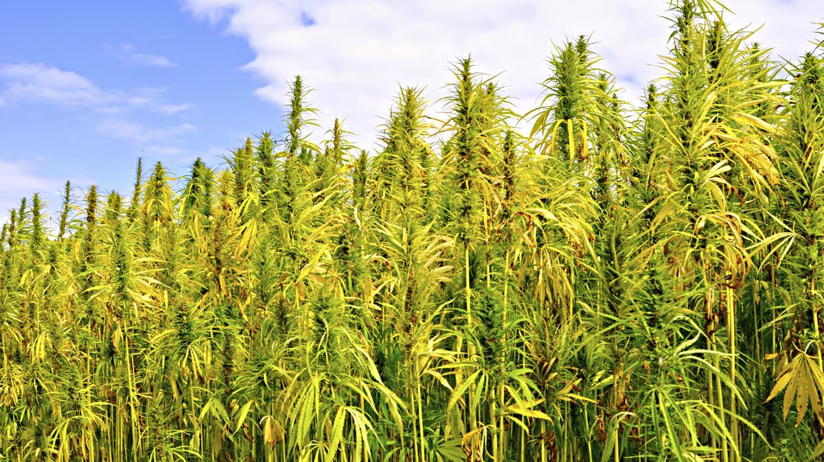 Hemp Seeds