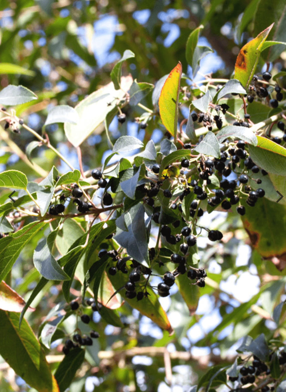 Maqui Berries